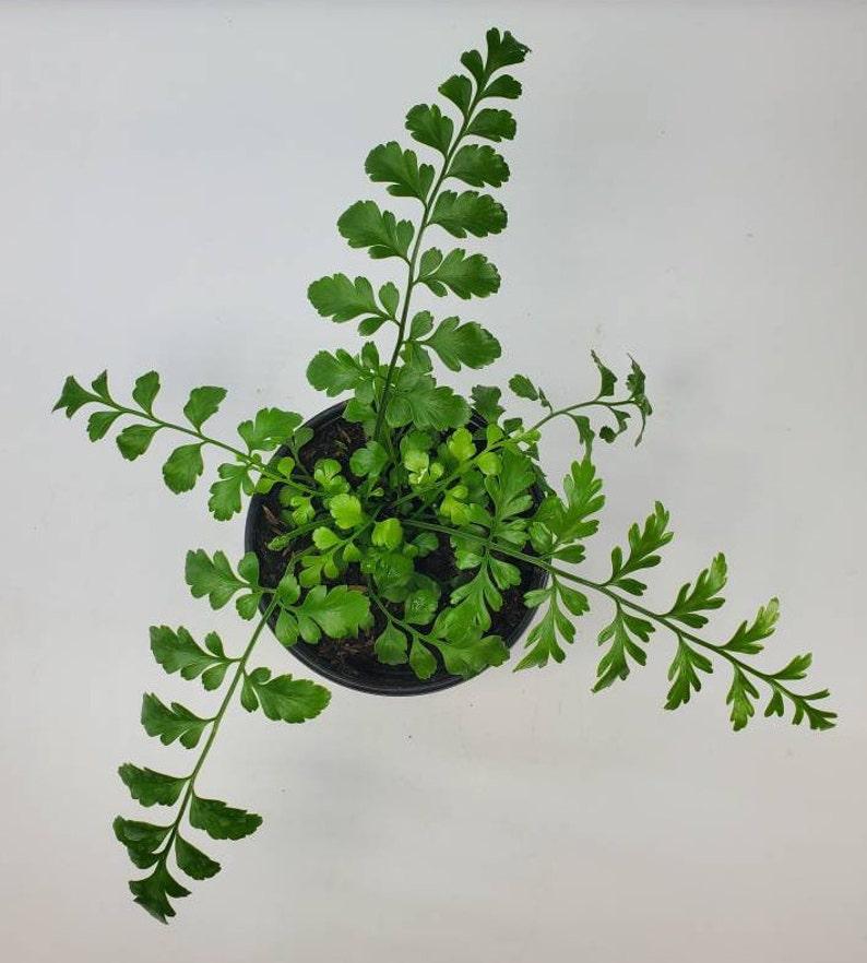 Fern Asplenium Hybrid Austral Gem - View 15 from www redcrocus com