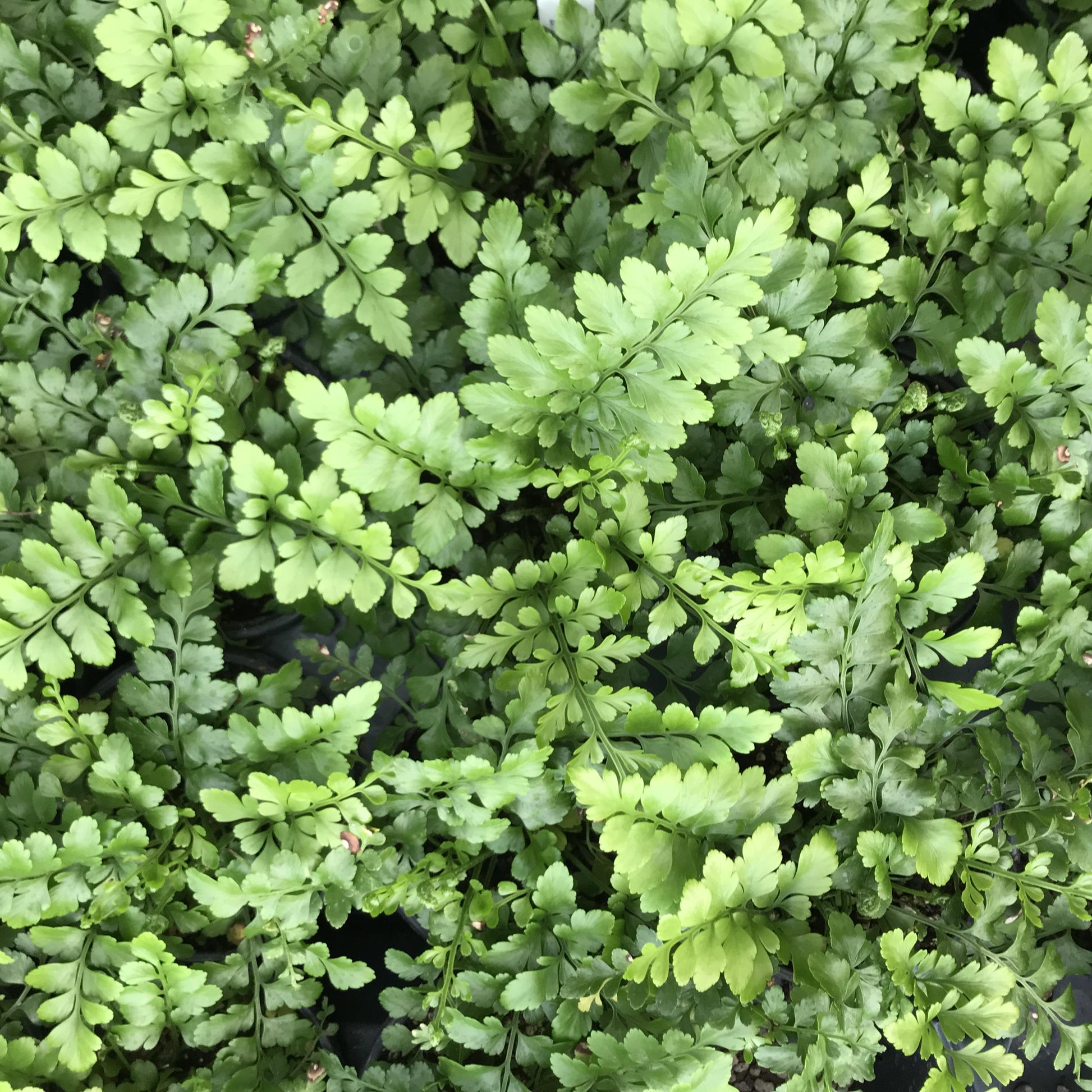 Fern Asplenium Hybrid Austral Gem - View 17 from www redcrocus com