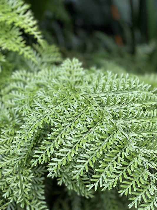 Fern Asplenium Hybrid Austral Gem - View 1 from www redcrocus com