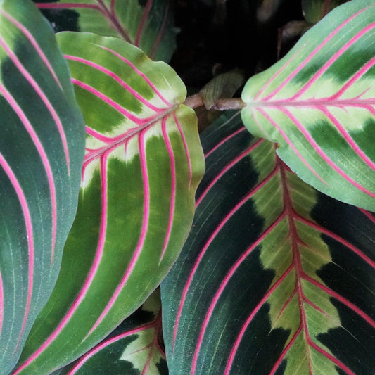 Maranta Assorted - View 10 from www redcrocus com