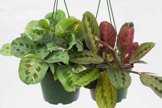 Maranta Assorted - View 11 from www redcrocus com