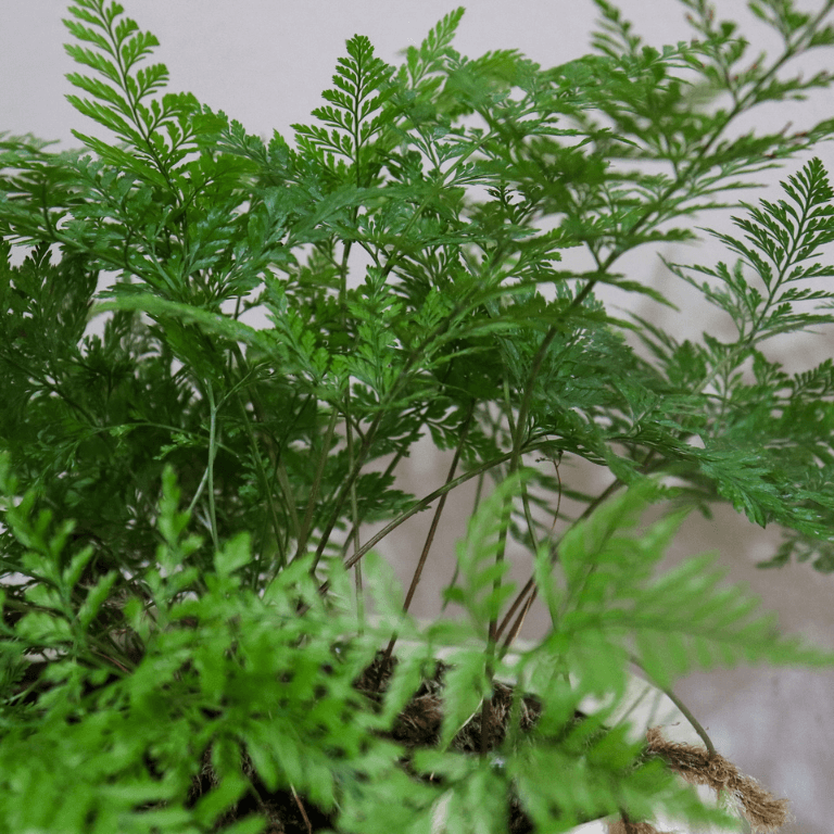Fern Davallia Assorted - View 10 from www redcrocus com