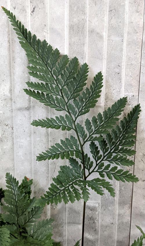 Fern Davallia Assorted - View 10 from www redcrocus com