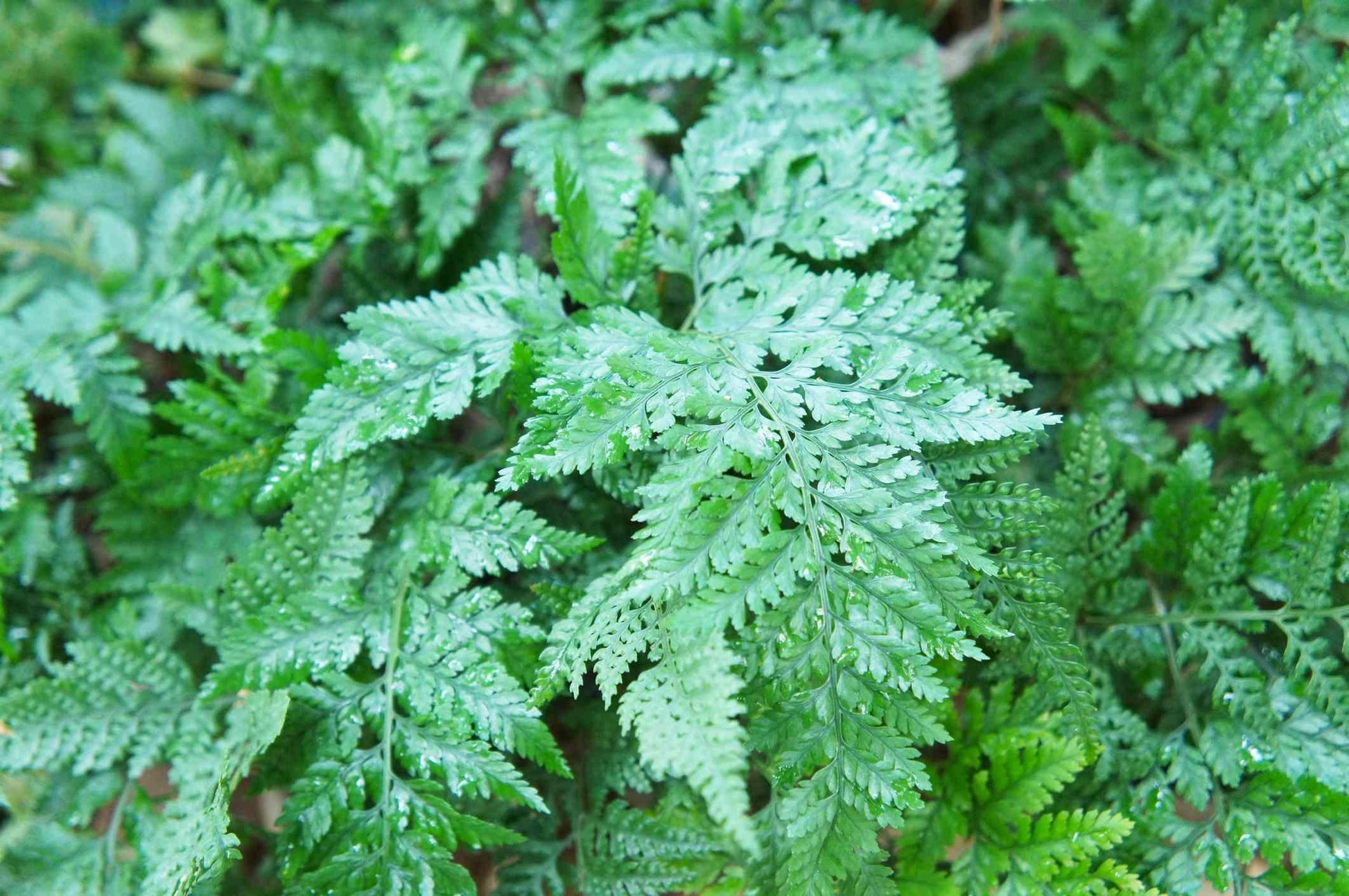 Fern Davallia Assorted - View 11 from www redcrocus com