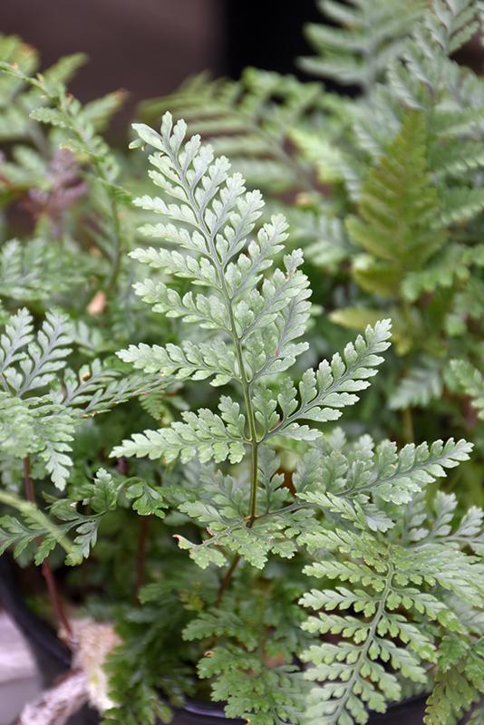Fern Davallia Assorted - View 12 from www redcrocus com