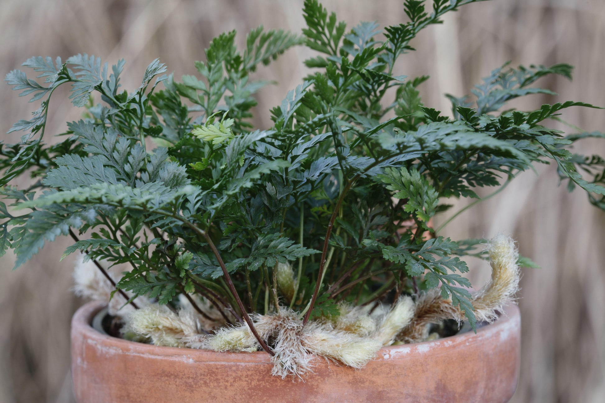 Fern Davallia Assorted - View 13 from www redcrocus com