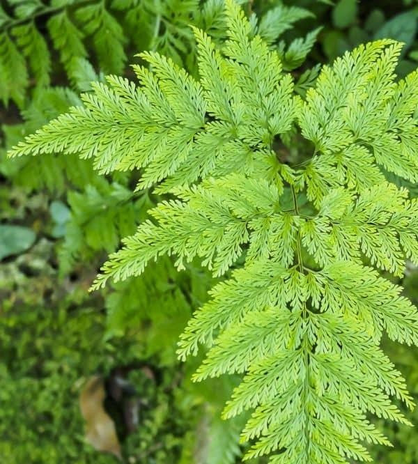 Fern Davallia Assorted - View 14 from www redcrocus com
