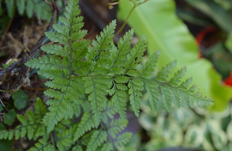 Fern Davallia Assorted - View 15 from www redcrocus com