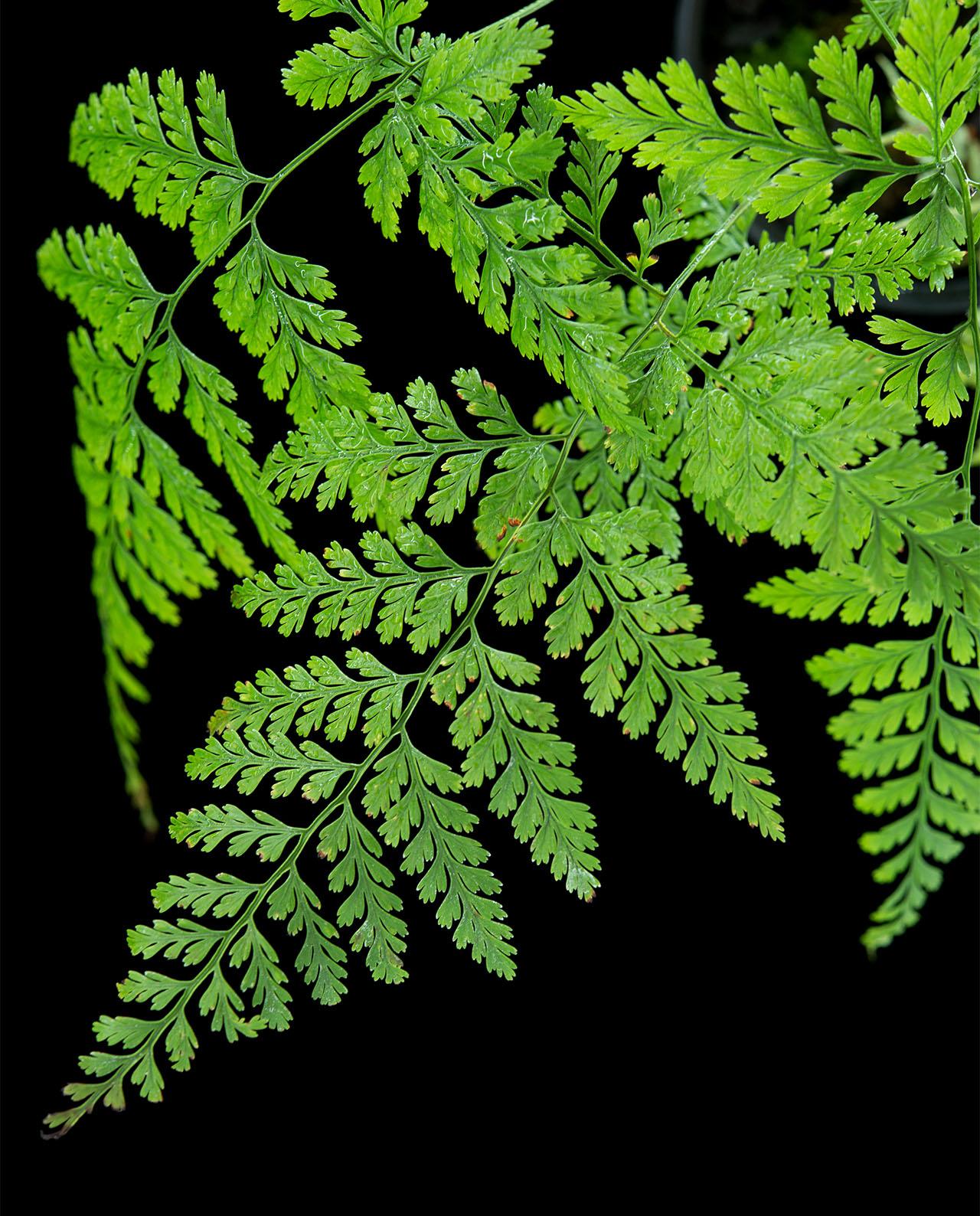 Fern Davallia Assorted - View 16 from www redcrocus com