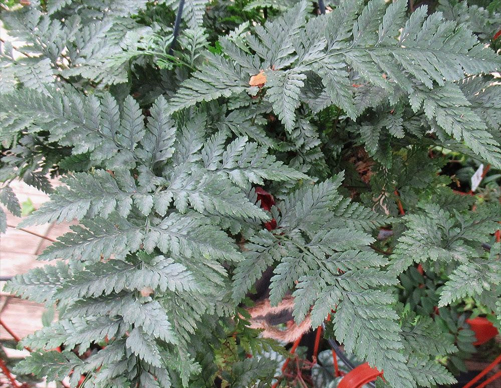 Fern Davallia Assorted - View 17 from www redcrocus com