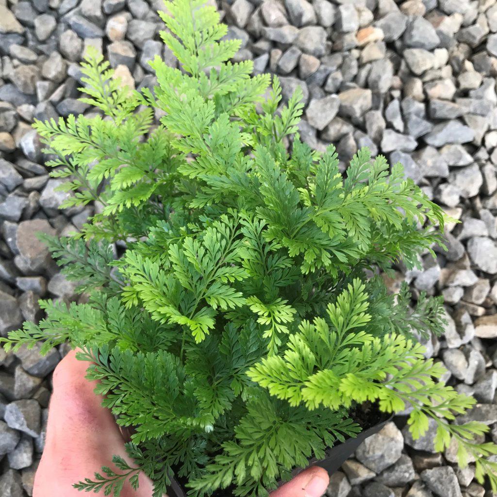 Fern Davallia Assorted - View 18 from www redcrocus com