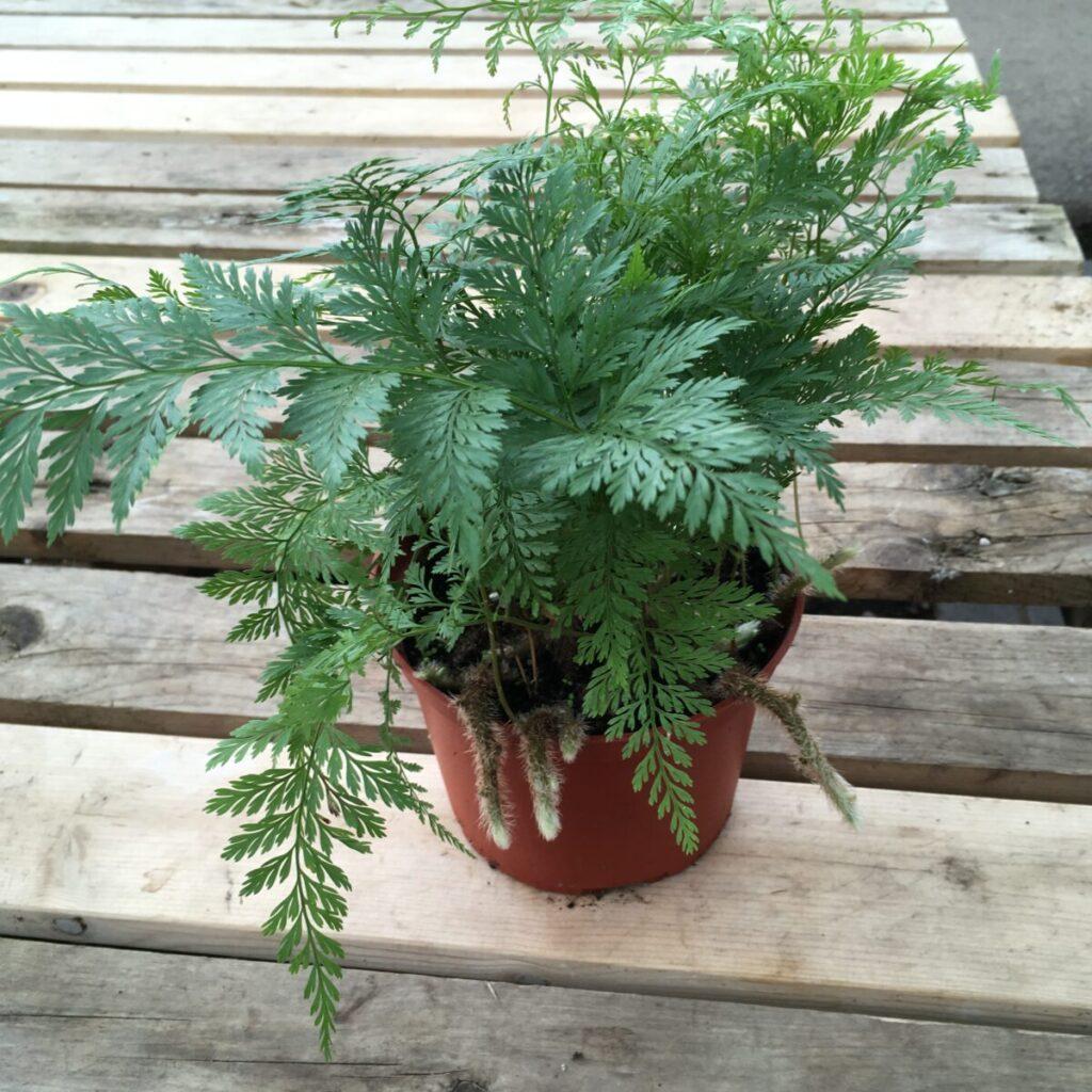 Fern Davallia Assorted - View 19 from www redcrocus com