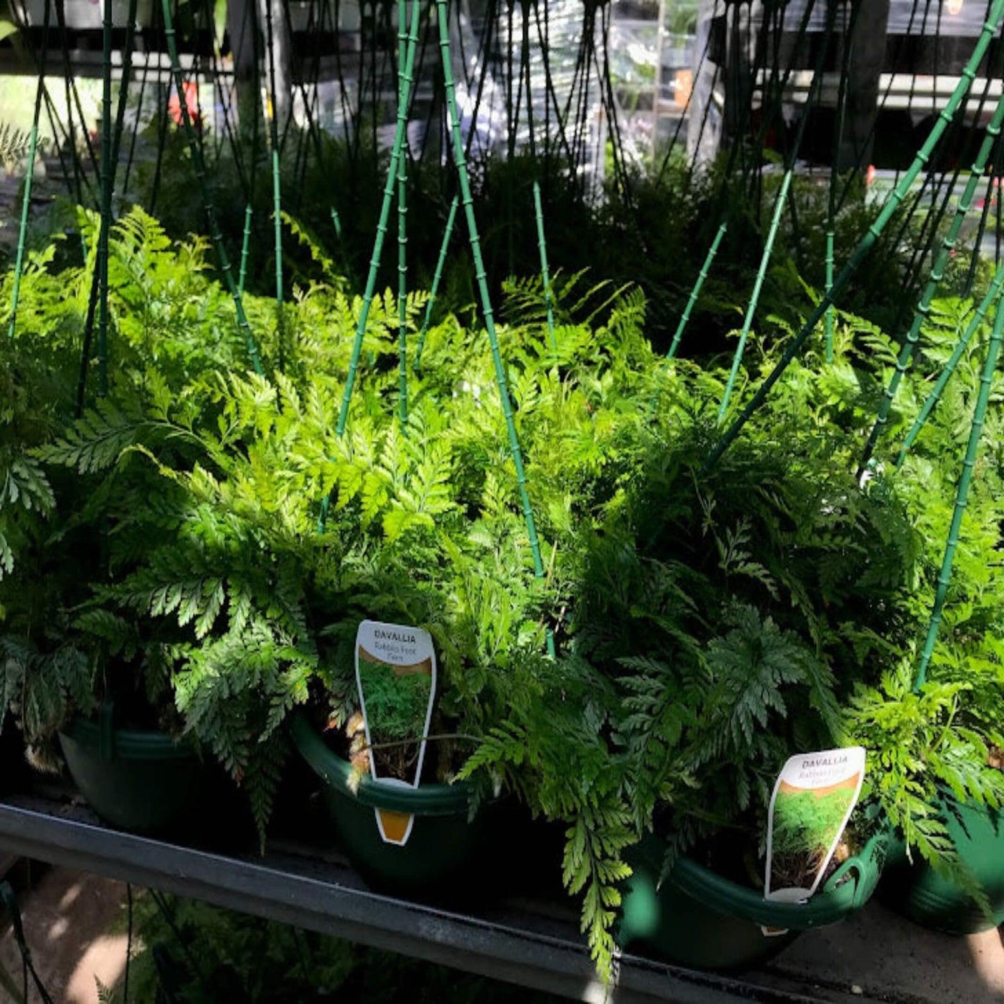 Fern Davallia Assorted - View 1 from www redcrocus com
