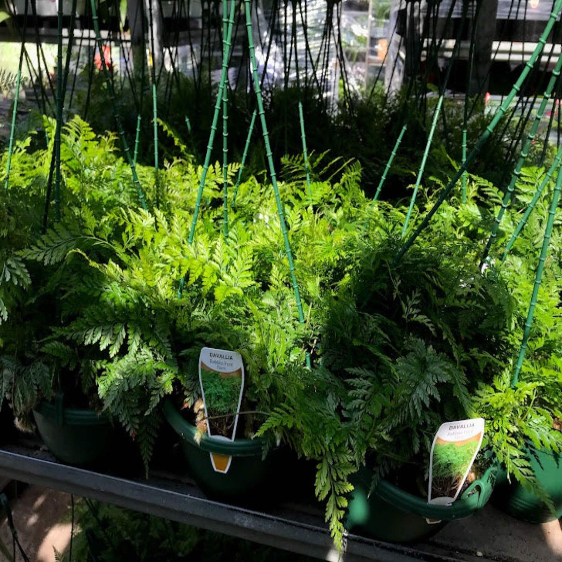 Fern Davallia Assorted - View 1 from www redcrocus com