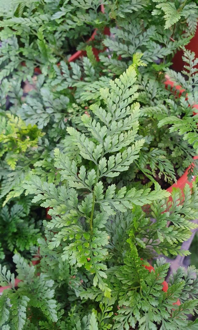 Fern Davallia Assorted - View 20 from www redcrocus com