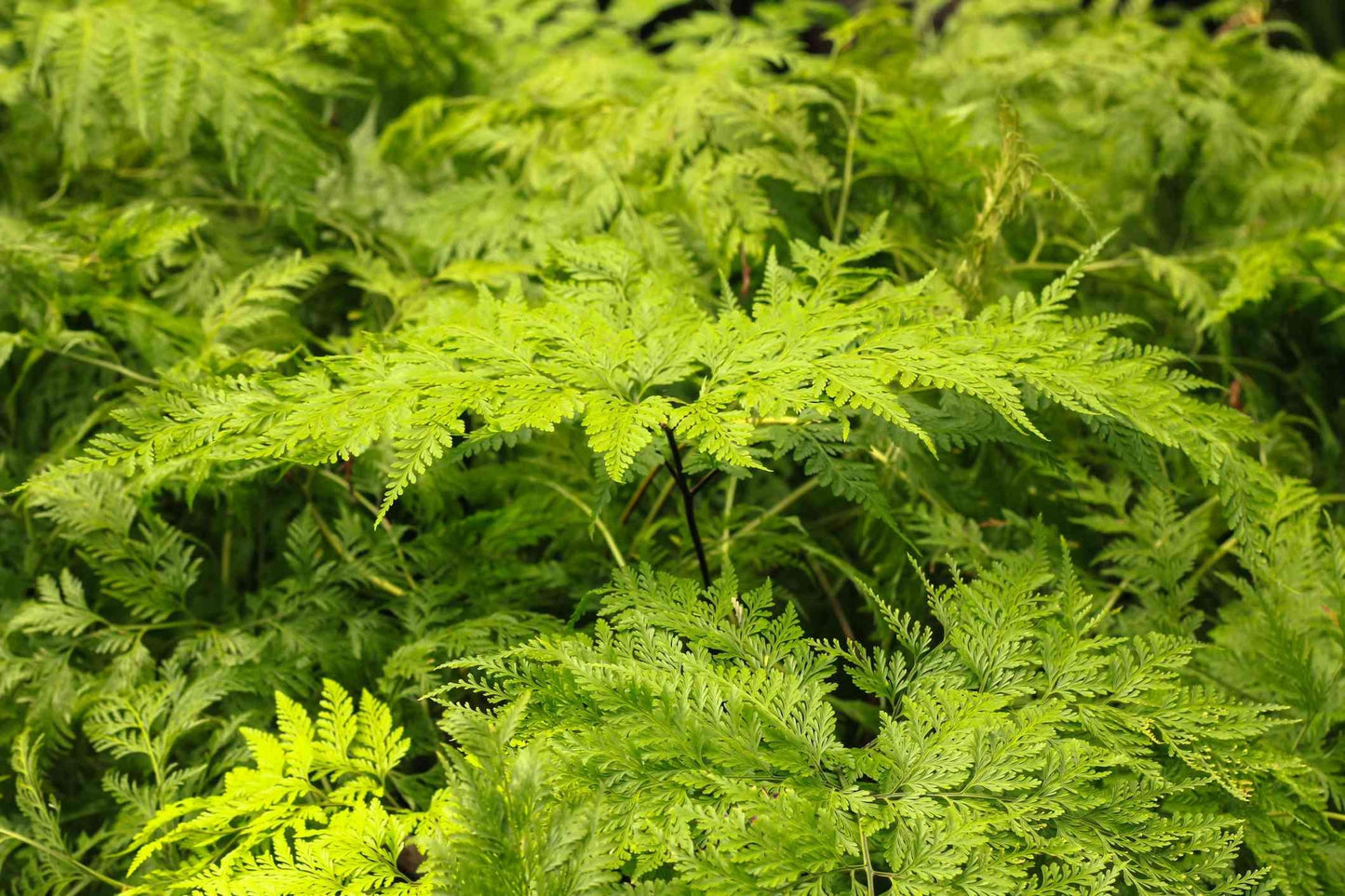Fern Davallia Assorted - View 5 from www redcrocus com