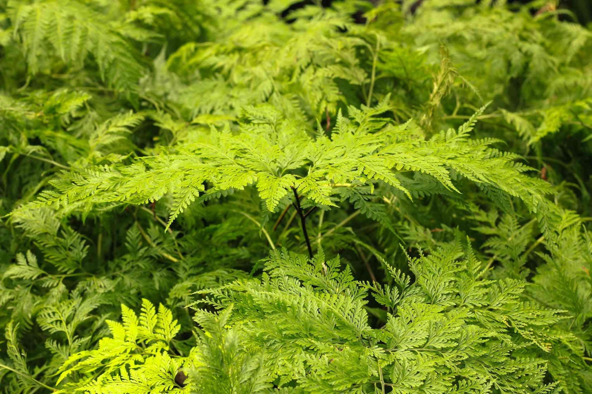 Fern Davallia Assorted - View 5 from www redcrocus com