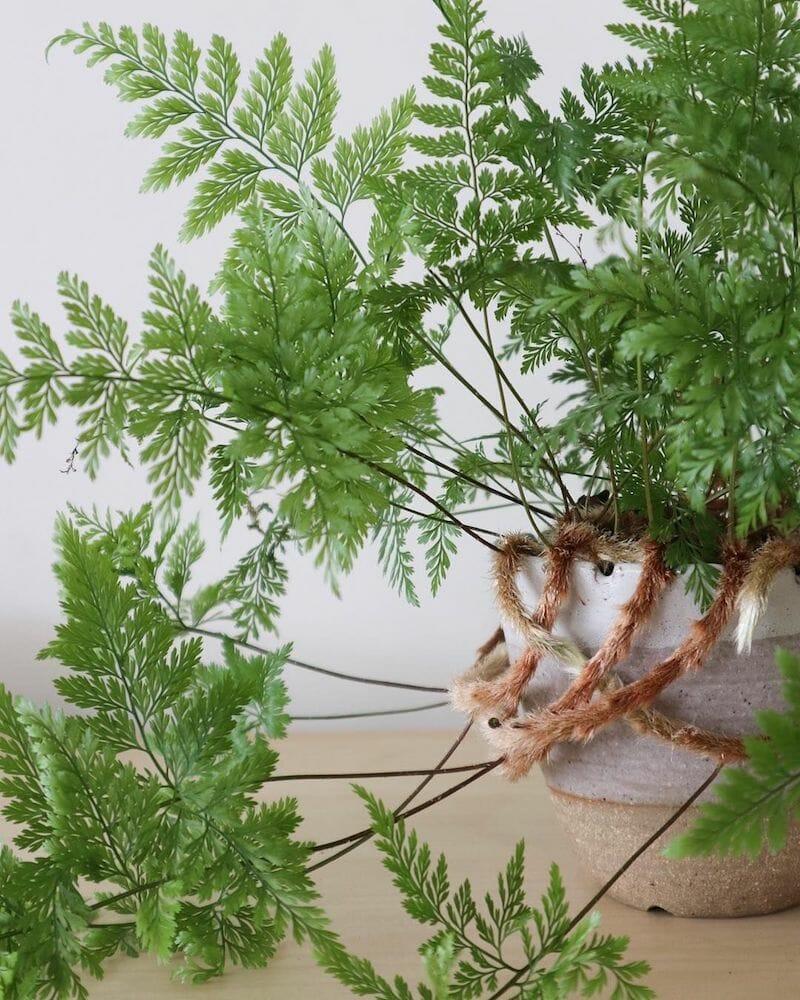 Fern Davallia Assorted - View 6 from www redcrocus com
