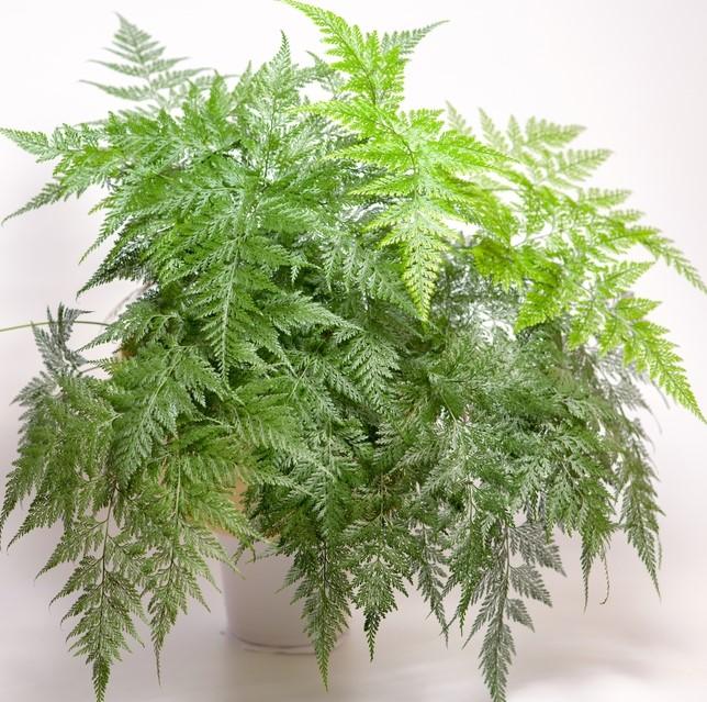 Fern Davallia Assorted - View 7 from www redcrocus com