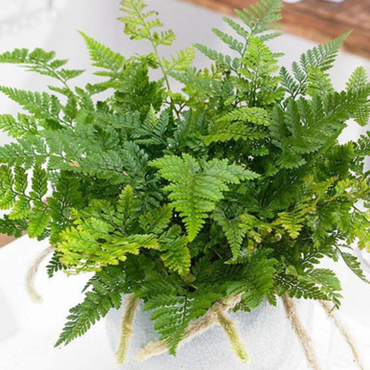 Fern Davallia Assorted - View 9 from www redcrocus com