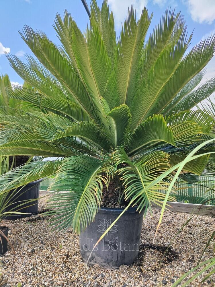 Palm Cycas Revoluta - View 10 from www redcrocus com