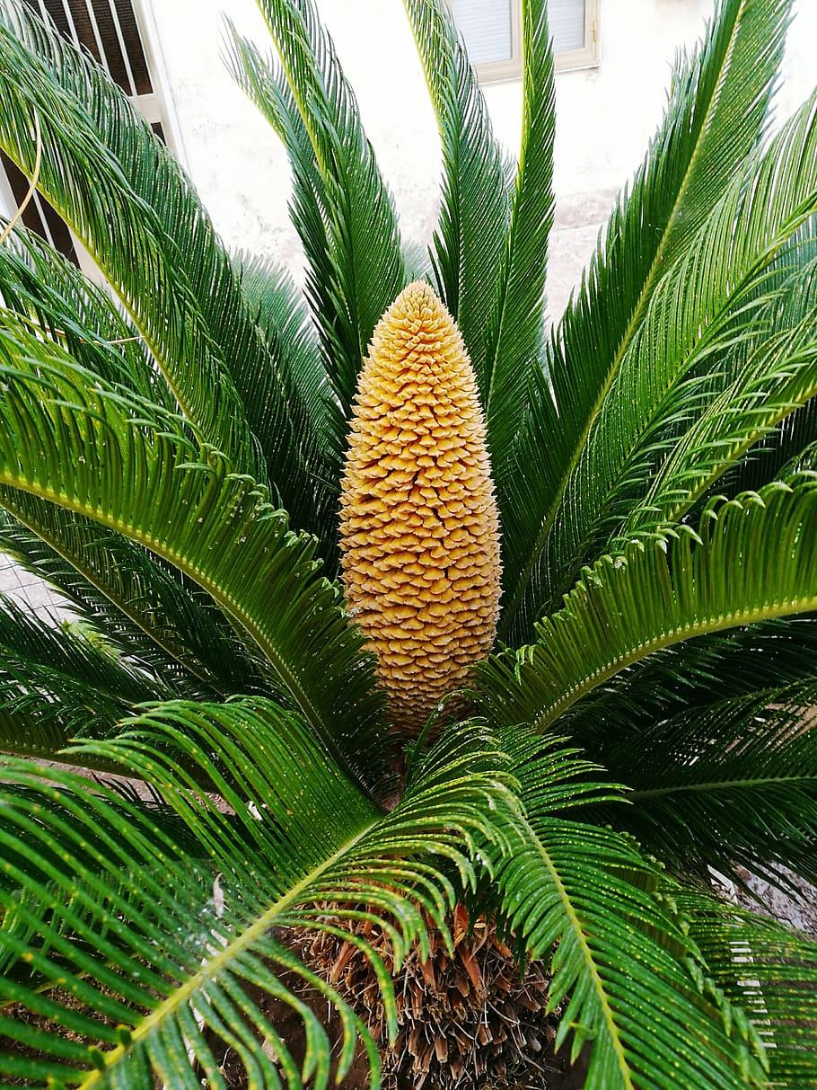 Palm Cycas Revoluta - View 12 from www redcrocus com