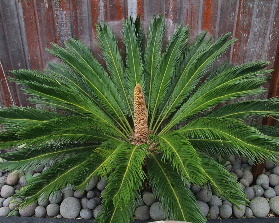Palm Cycas Revoluta - View 13 from www redcrocus com