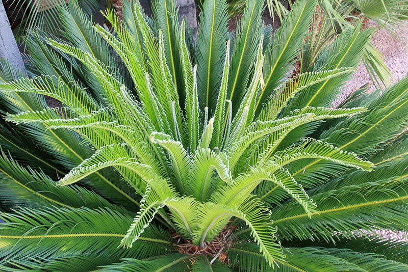 Palm Cycas Revoluta - View 15 from www redcrocus com