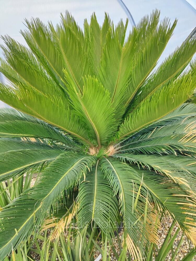 Palm Cycas Revoluta - View 16 from www redcrocus com