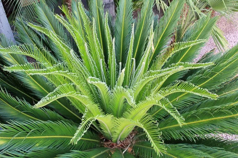 Palm Cycas Revoluta - View 18 from www redcrocus com