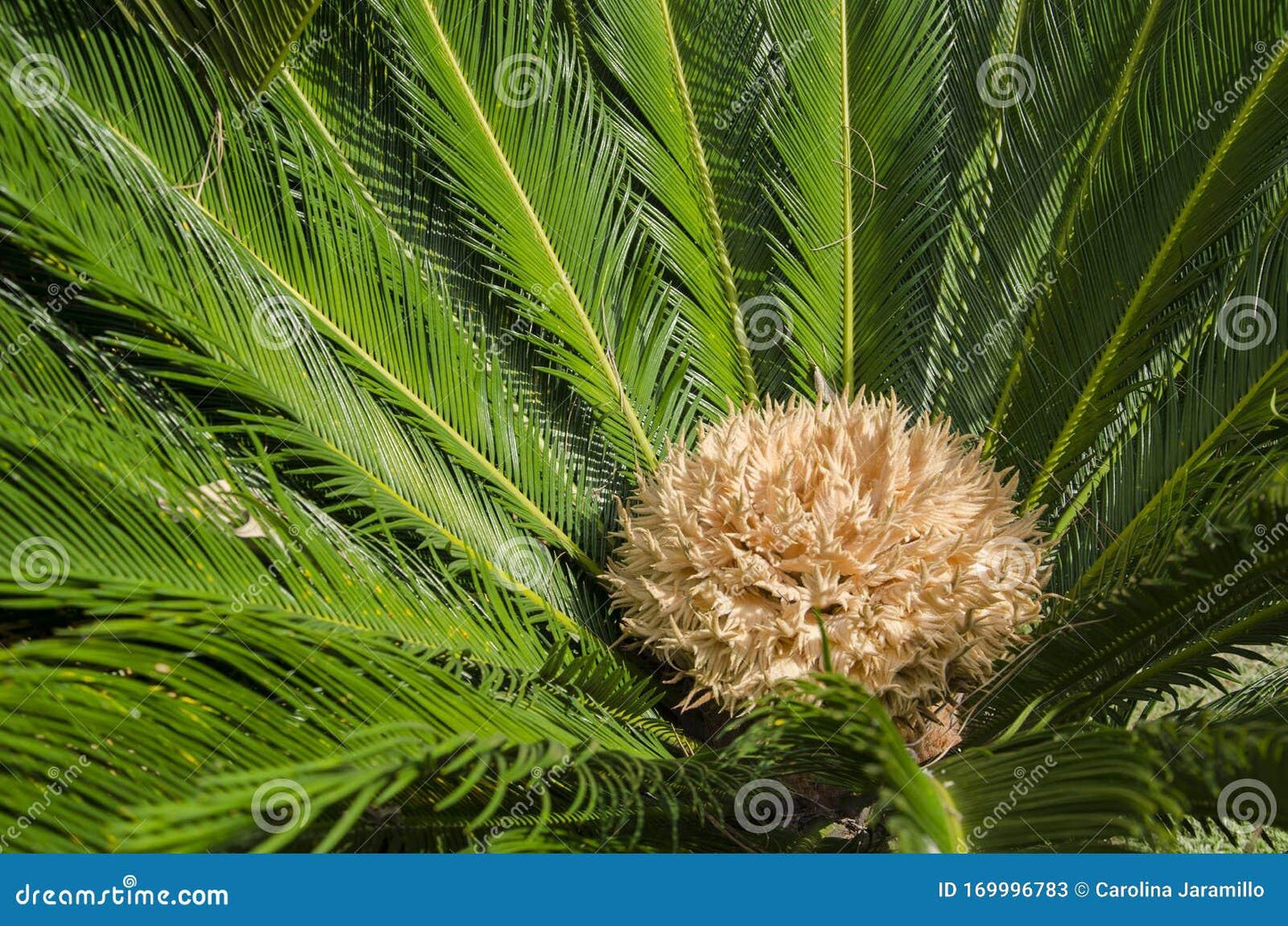 Palm Cycas Revoluta - View 19 from www redcrocus com