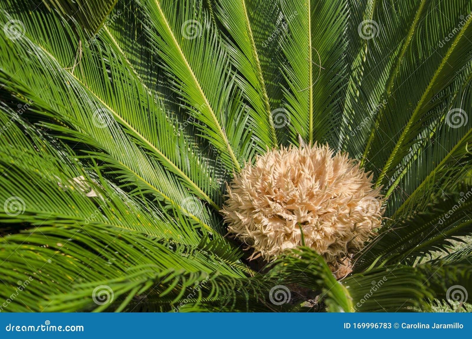 Palm Cycas Revoluta - View 19 from www redcrocus com