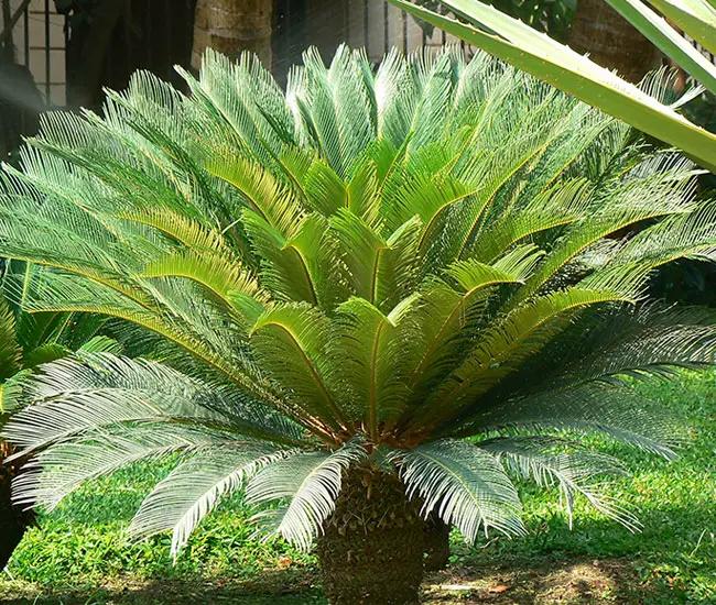 Palm Cycas Revoluta - View 1 from www redcrocus com