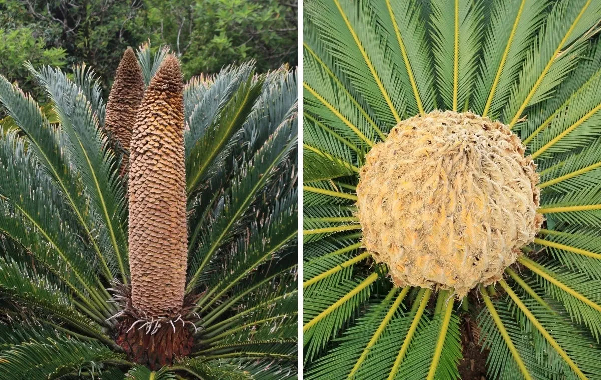 Palm Cycas Revoluta - View 20 from www redcrocus com