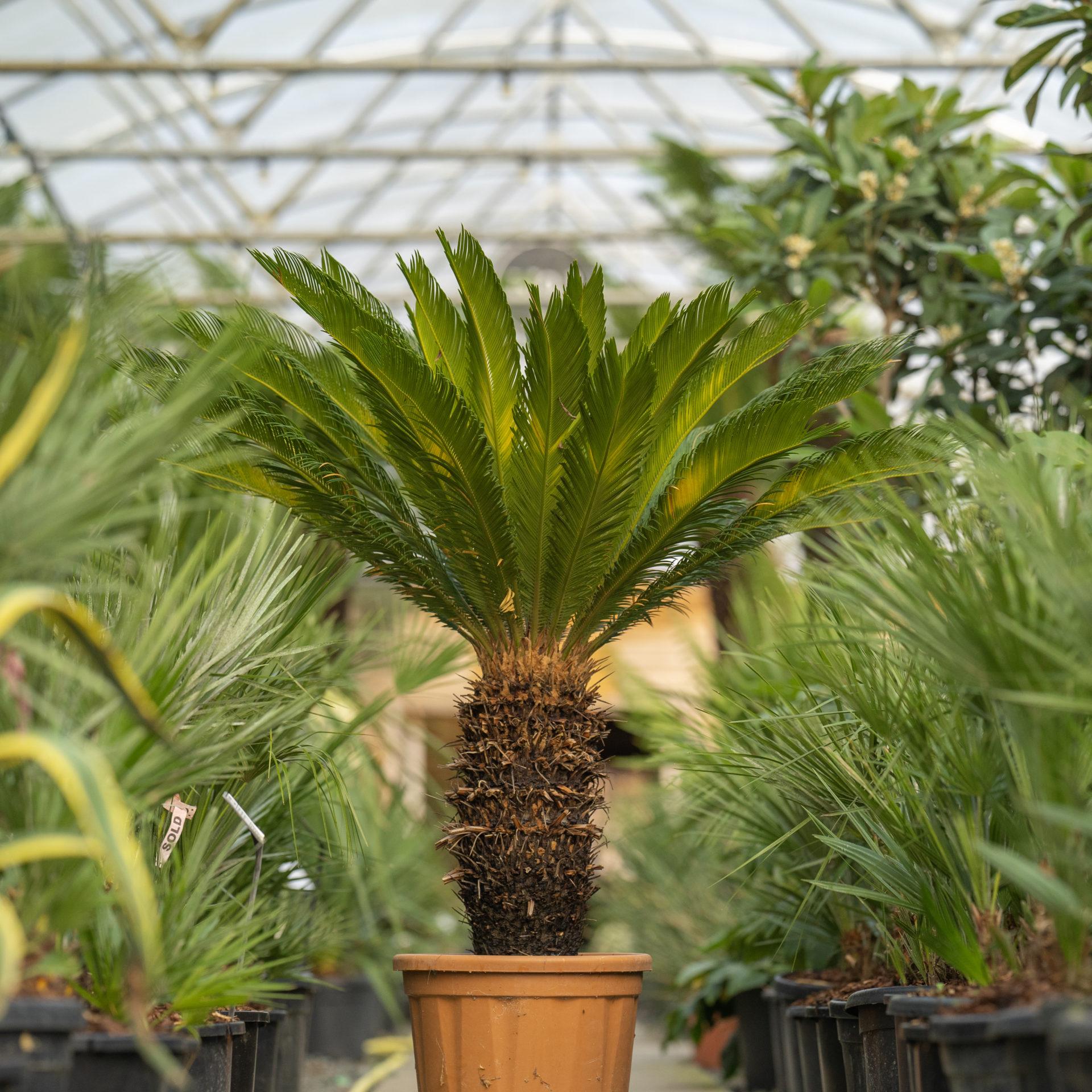 Palm Cycas Revoluta - View 2 from www redcrocus com