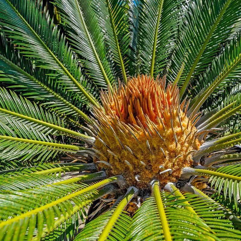 Palm Cycas Revoluta - View 3 from www redcrocus com