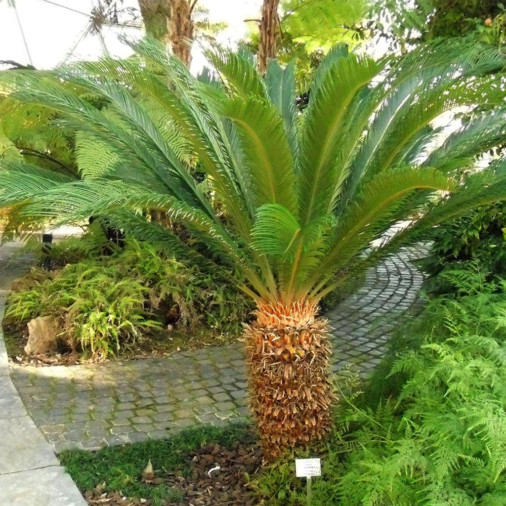 Palm Cycas Revoluta - View 4 from www redcrocus com