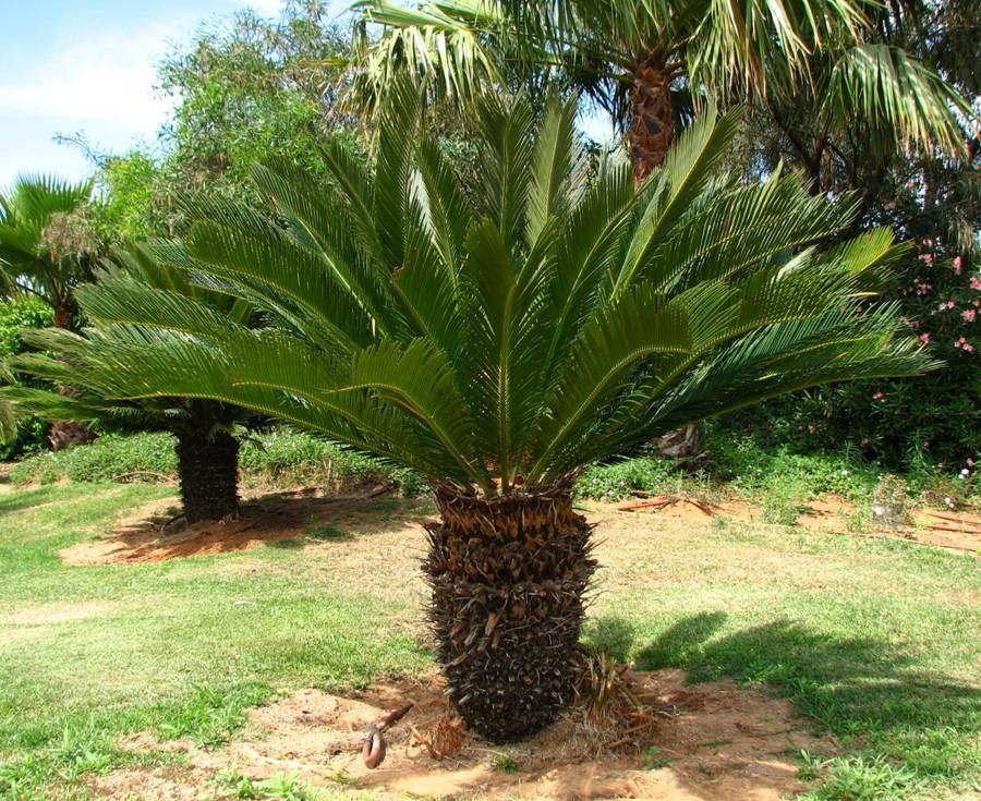 Palm Cycas Revoluta - View 6 from www redcrocus com