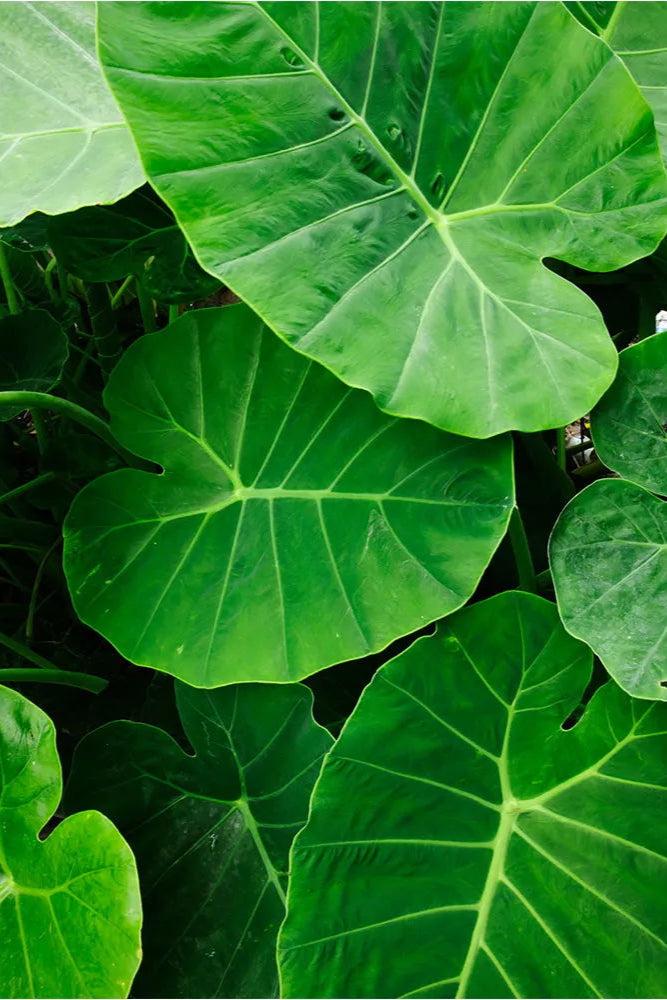 Alocasia, Assorted - View 13 from www redcrocus com