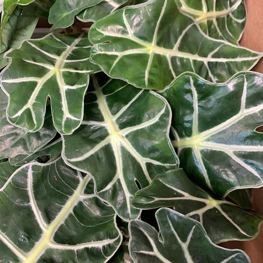 Alocasia, Assorted - View 14 from www redcrocus com
