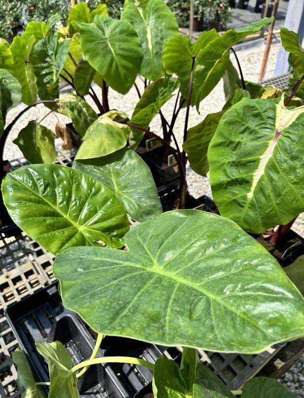 Alocasia, Assorted - View 16 from www redcrocus com