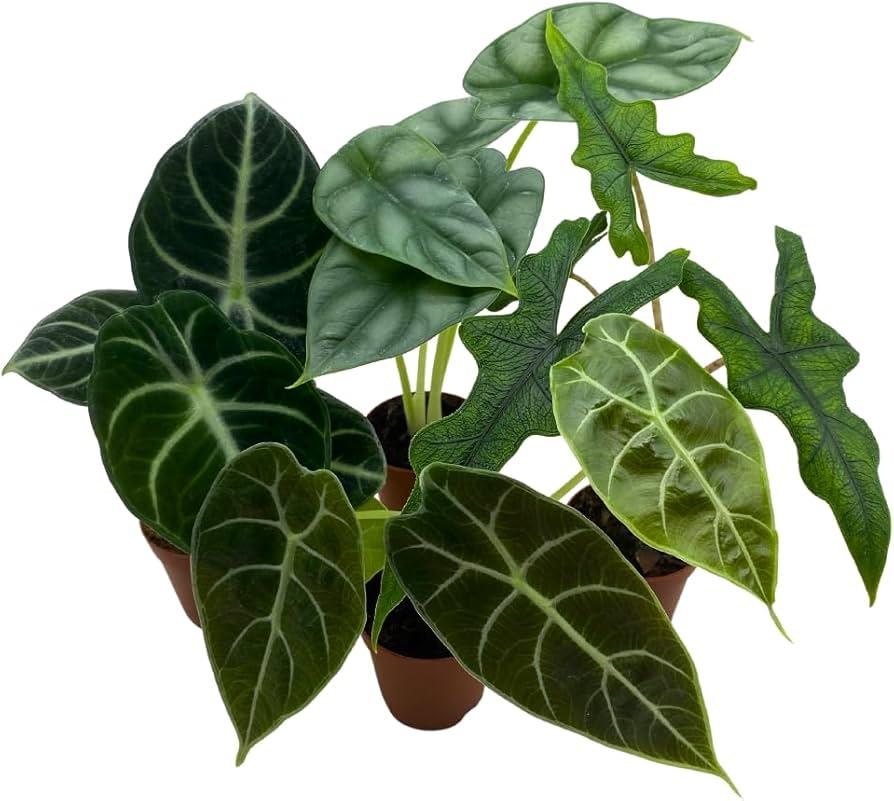 Alocasia, Assorted - View 19 from www redcrocus com