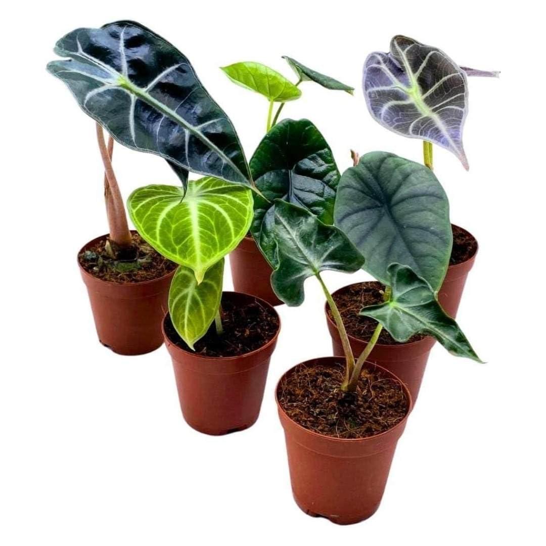 Alocasia, Assorted - View 1 from www redcrocus com