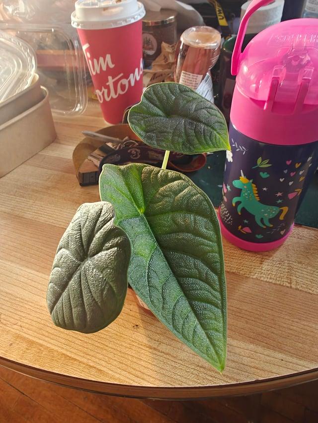 Alocasia, Assorted - View 20 from www redcrocus com