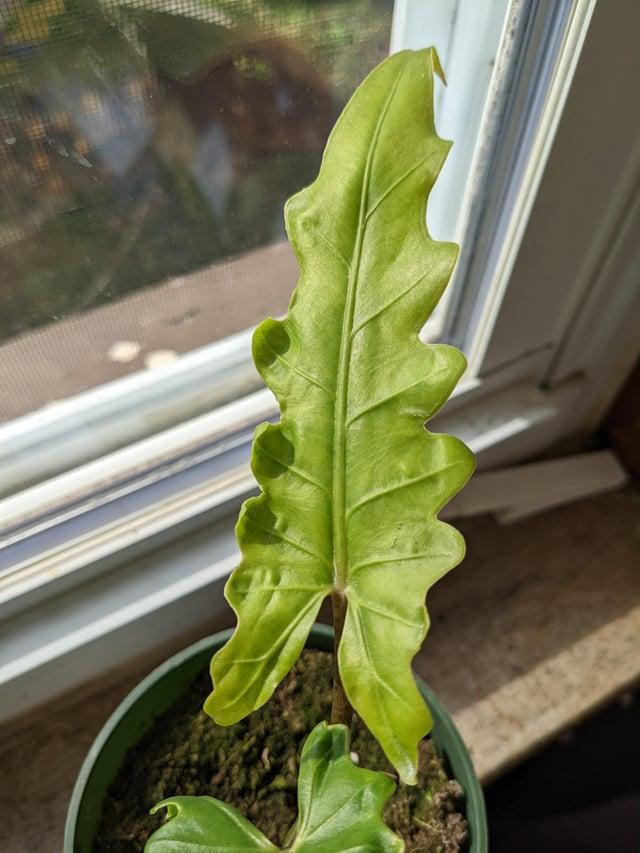 Alocasia, Assorted - View 22 from www redcrocus com