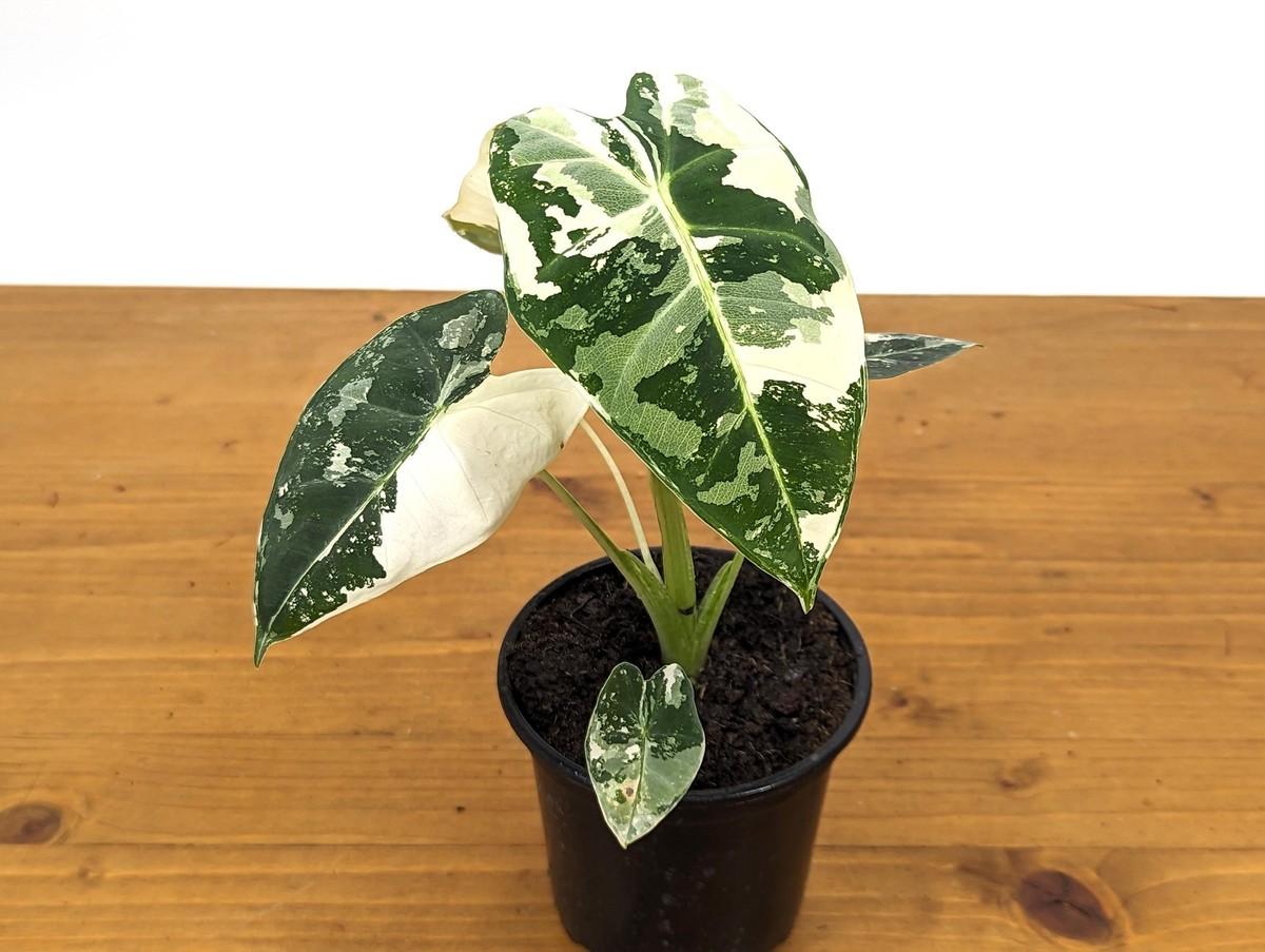 Alocasia, Assorted - View 26 from www redcrocus com