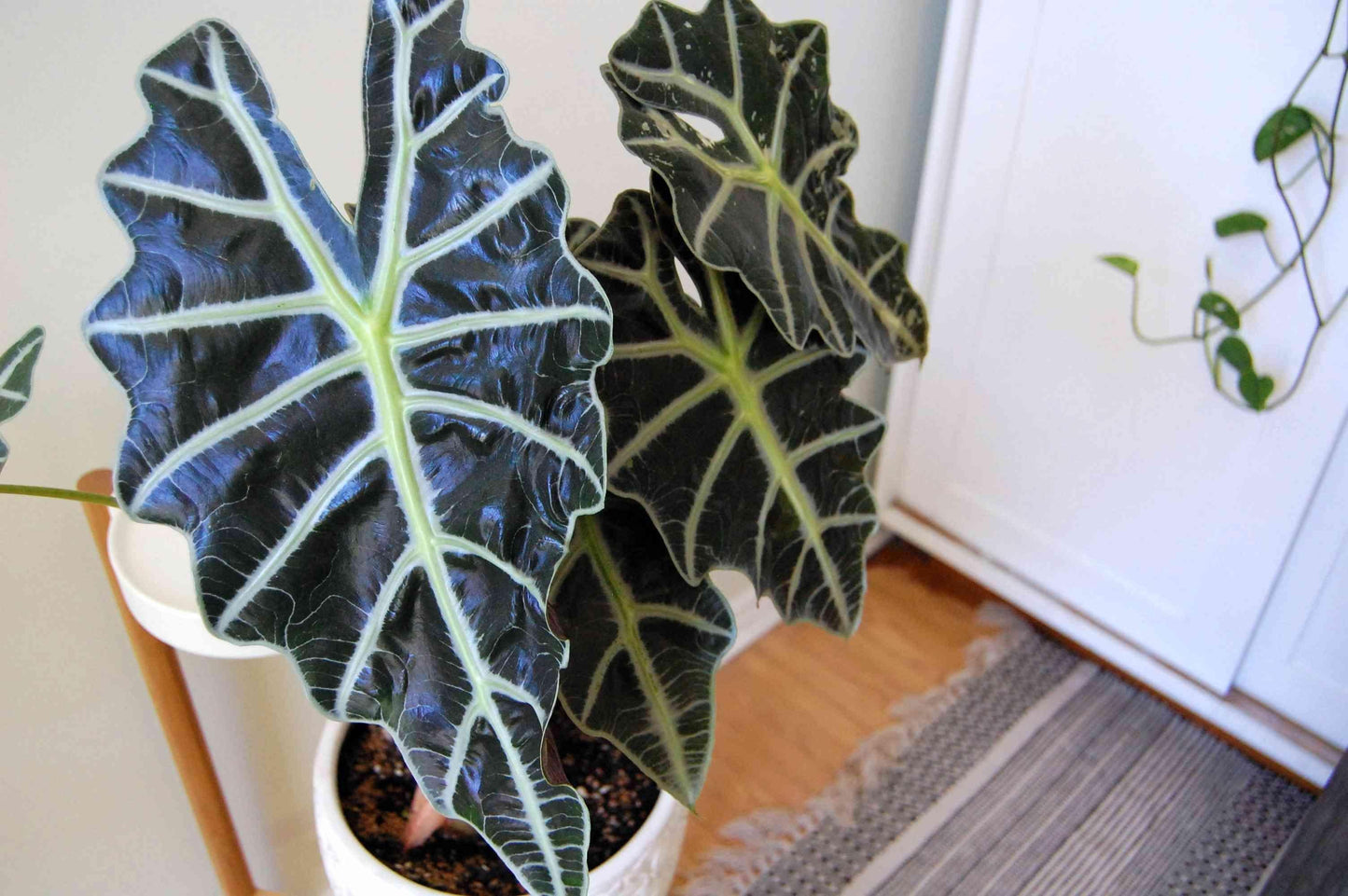 Alocasia, Assorted - View 27 from www redcrocus com