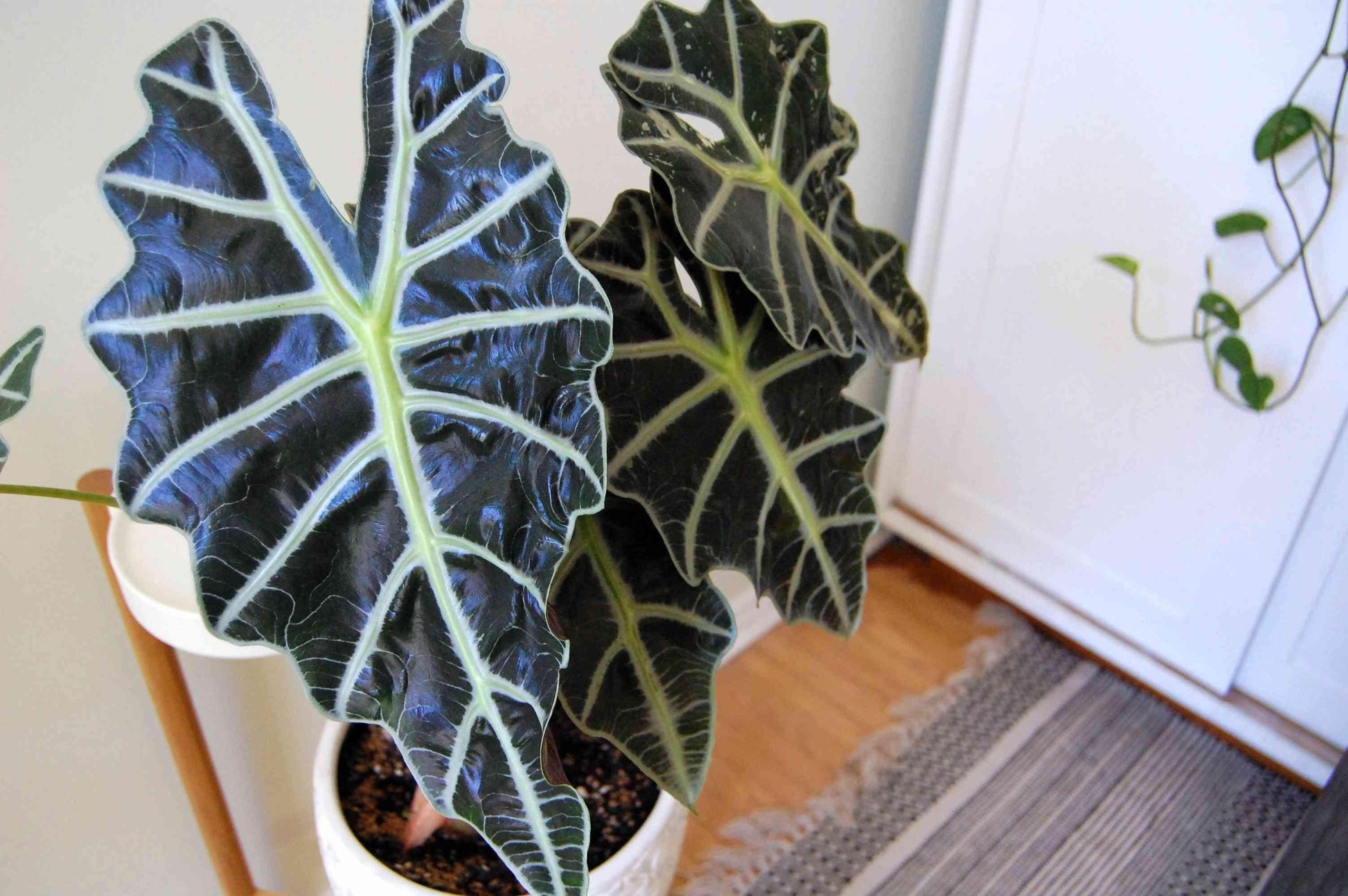 Alocasia, Assorted - View 27 from www redcrocus com