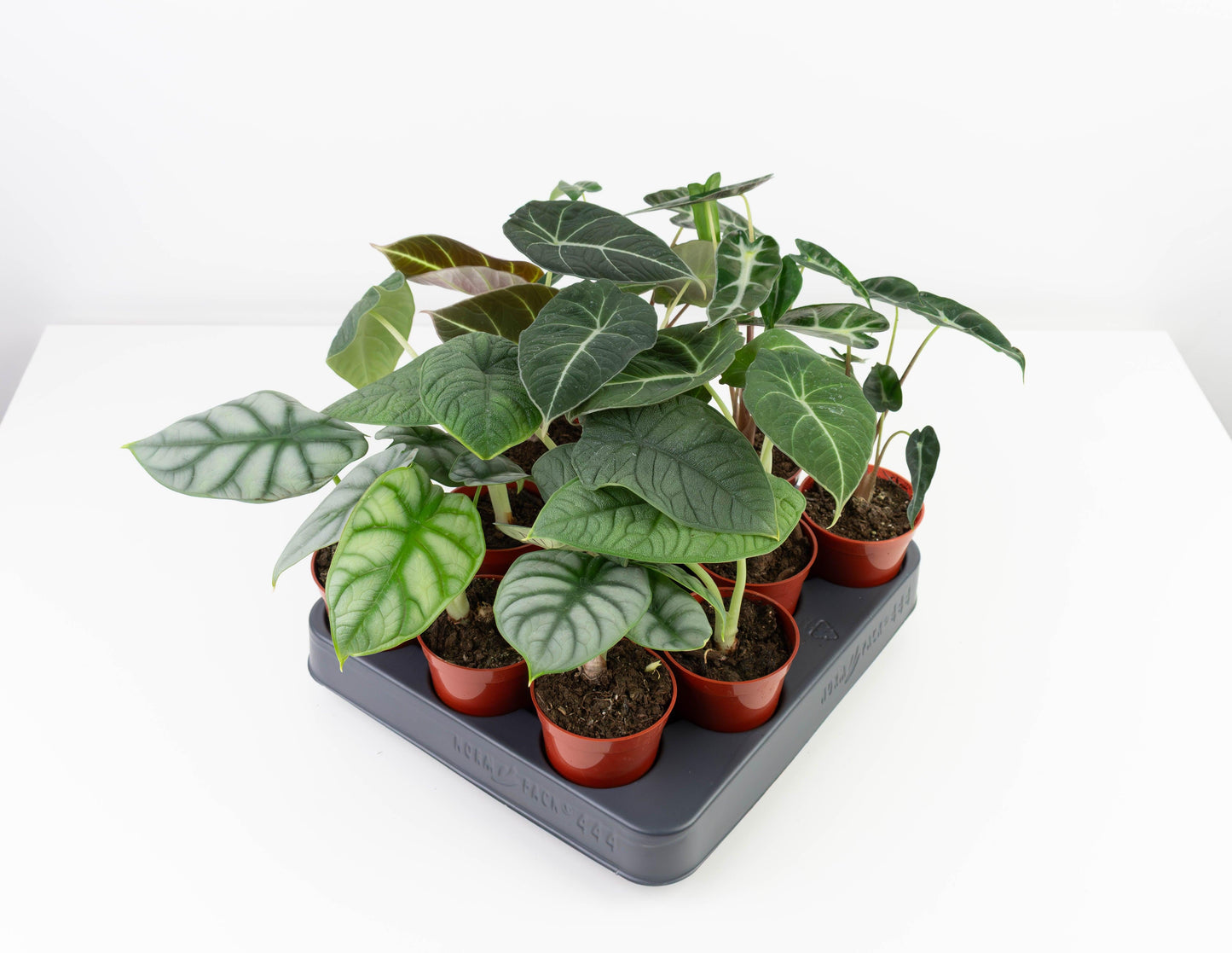 Alocasia, Assorted - View 30 from www redcrocus com