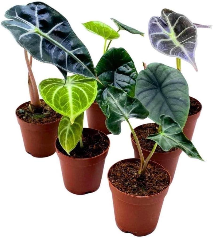Alocasia, Assorted - View 31 from www redcrocus com